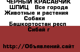 ЧЕРНЫЙ КРАСАВЧИК ШПИЦ - Все города Животные и растения » Собаки   . Башкортостан респ.,Сибай г.